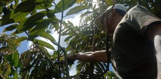 Agro Wisata Durian Pangandaran