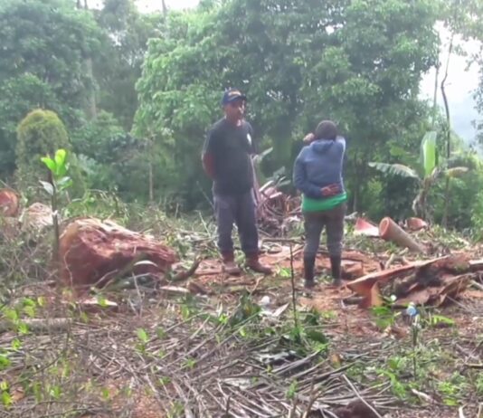 aktivitas illegal logging di kawasan hutan cagar budaya Ciater, Subang